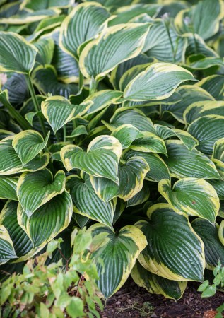 ХОСТА Aureomarginata